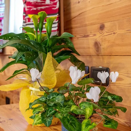 Chalet Chalet Camping Fae 3 Madonna di Campiglio